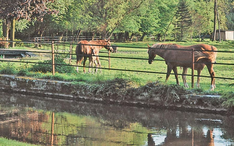 Cavalli che mangiano erba in recinto 